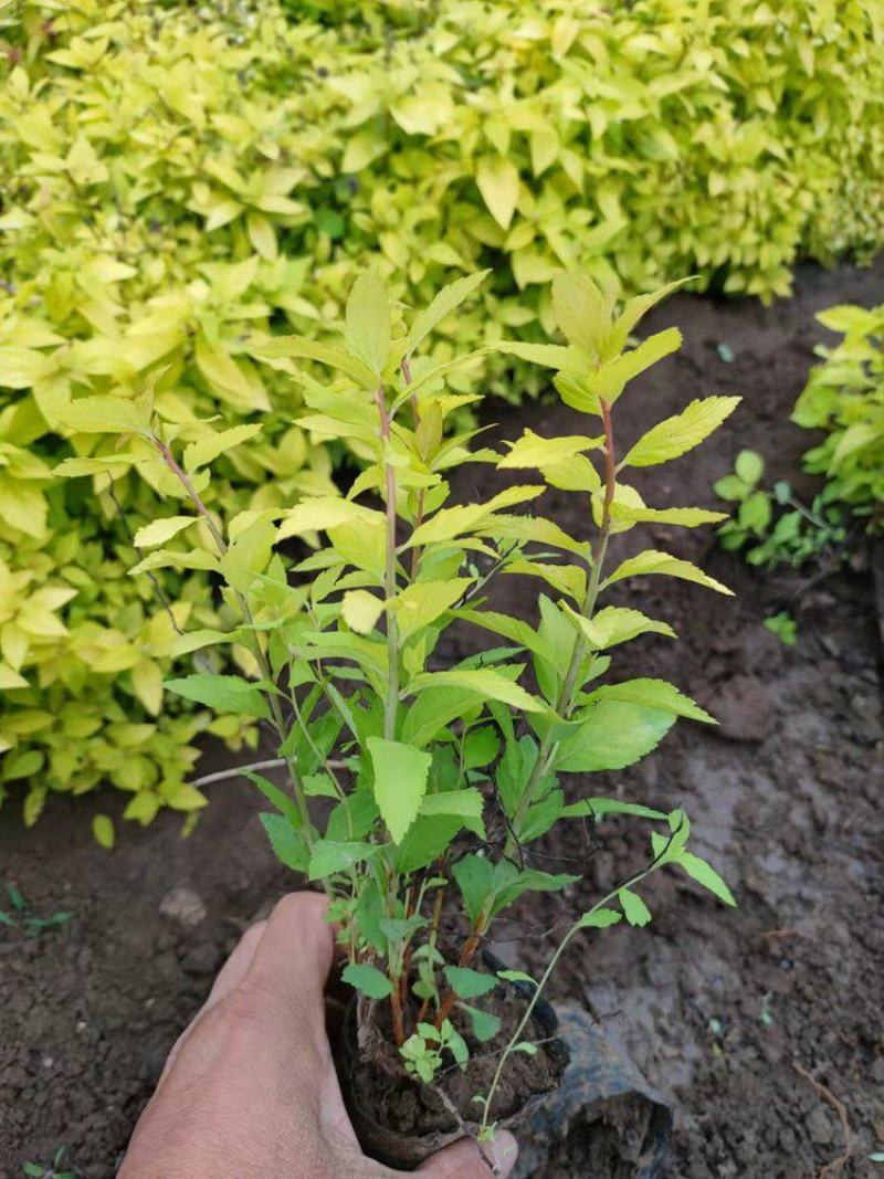 绣线菊盆栽多年生木本花卉花园花镜植物粉花绣线菊耐热耐寒