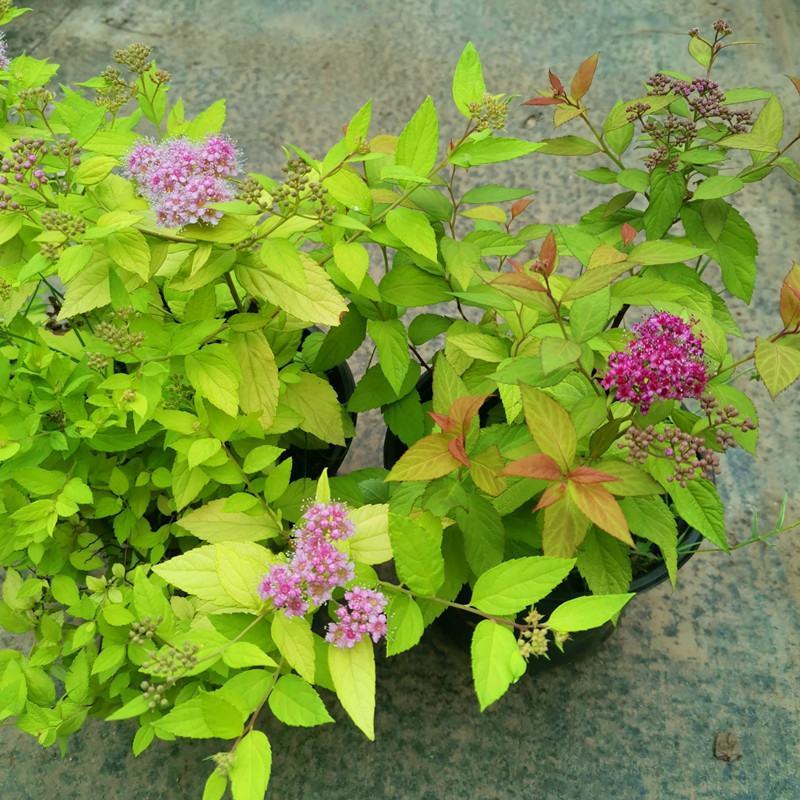绣线菊盆栽多年生木本花卉花园花镜植物粉花绣线菊耐热耐寒