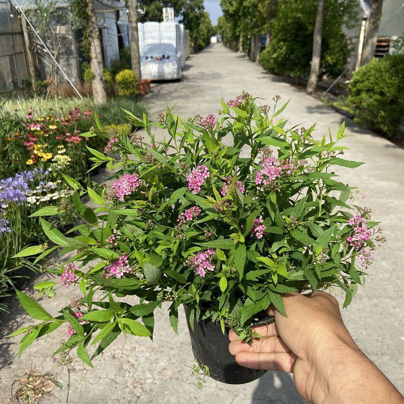 绣线菊盆栽多年生木本花卉花园花镜植物粉花绣线菊耐热耐寒