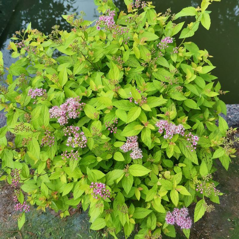 绣线菊盆栽多年生木本花卉花园花镜植物粉花绣线菊耐热耐寒