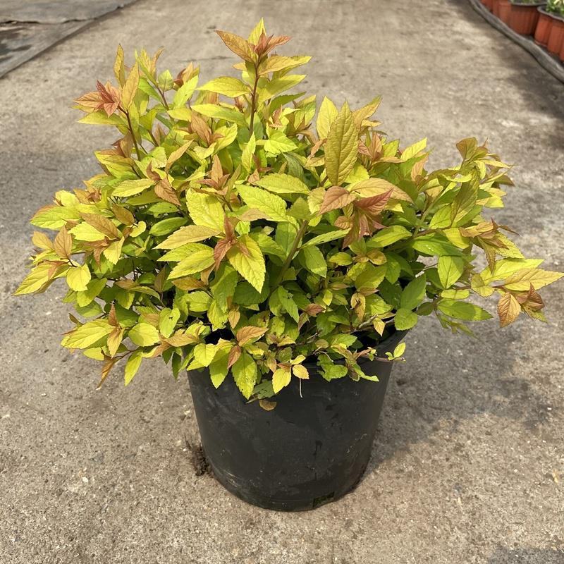 绣线菊盆栽多年生木本花卉花园花镜植物粉花绣线菊耐热耐寒