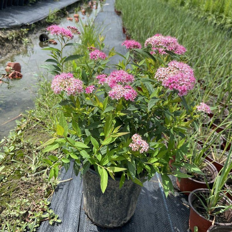 Okame Flowering Cherry | C&J Gardening Center