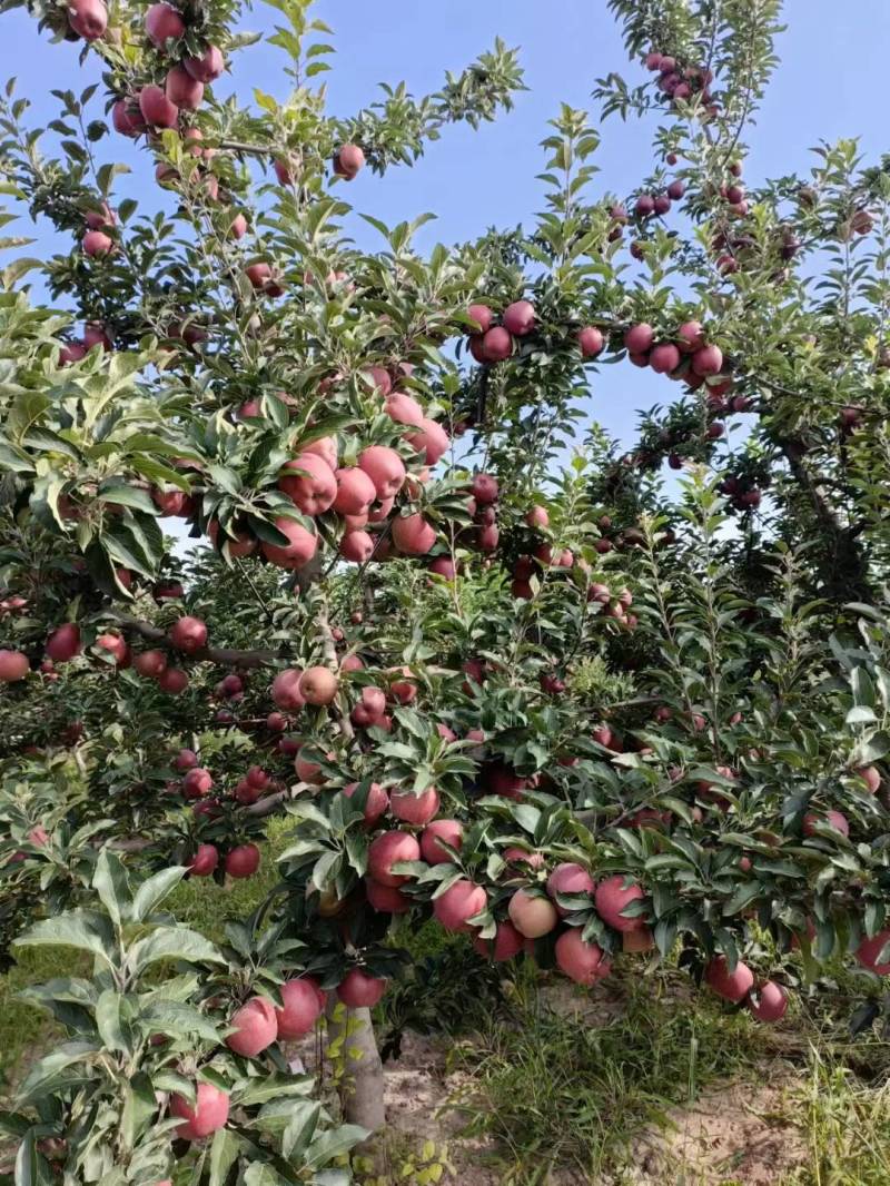 甘肃苹果会宁新红星上市可视频看货对接全国各地商超批发
