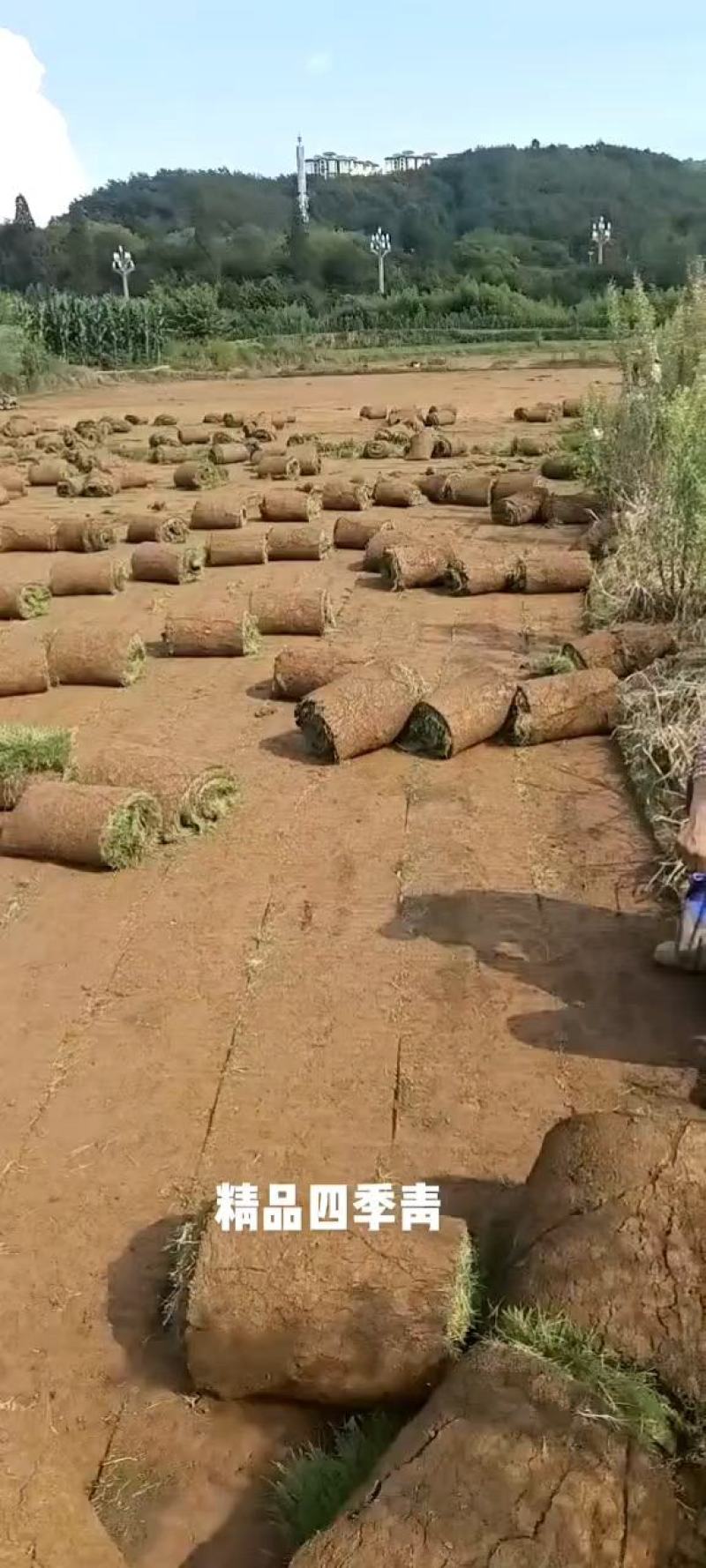 【基地货源】精品四季青草坪带土发包成活包指导好售后绿化园林