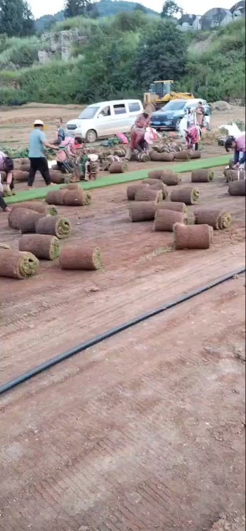 【基地货源】精品四季青草坪带土发包成活包指导好售后绿化园林