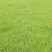 【基地货源】精品四季青草坪带土发包成活包指导好售后绿化园林
