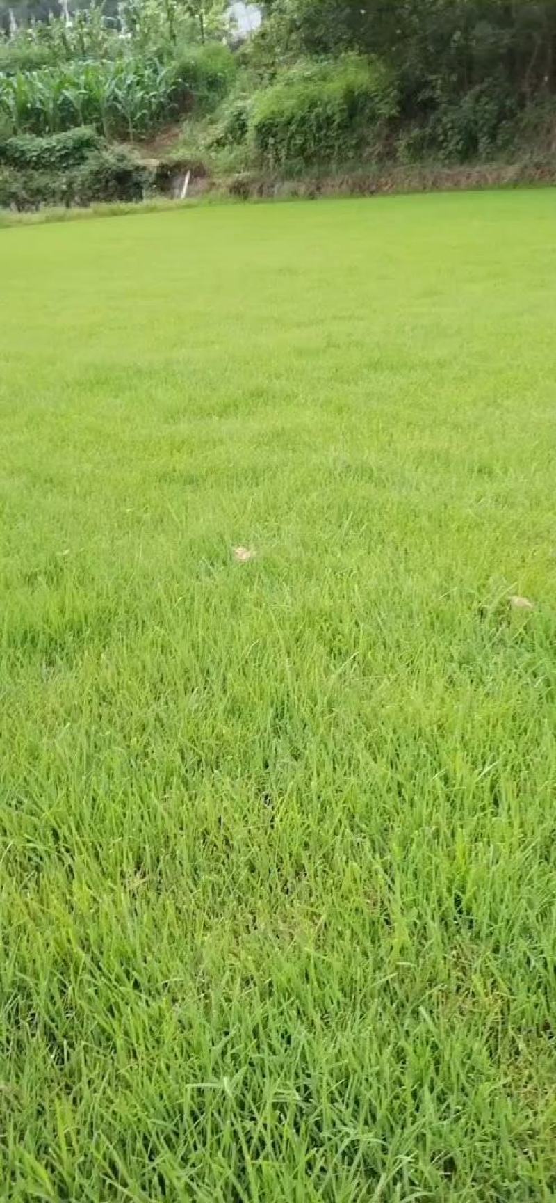 【基地货源】精品四季青草坪带土发包成活包指导好售后绿化园林