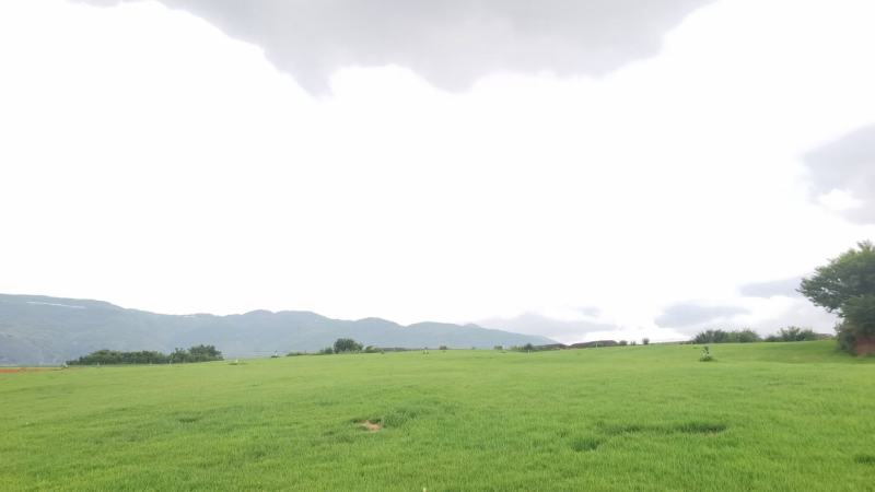 【基地货源】精品四季青草坪带土发包成活包指导好售后绿化园林