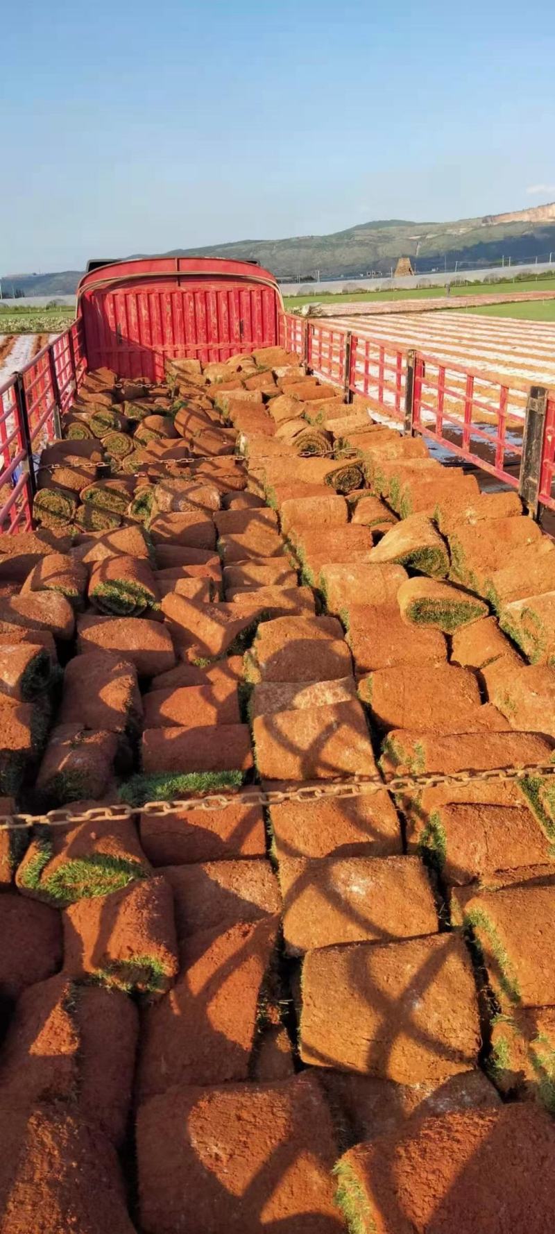 【基地货源】精品四季青草坪带土发包成活包指导好售后绿化园林