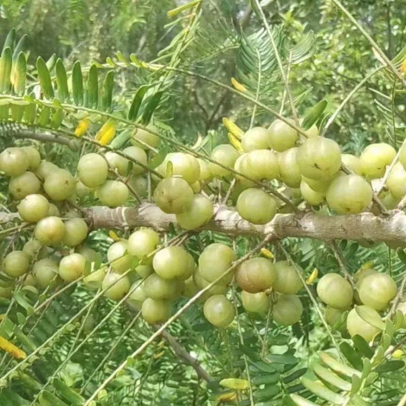 广西壮族自治区崇左市江州区牛柑果少量有货