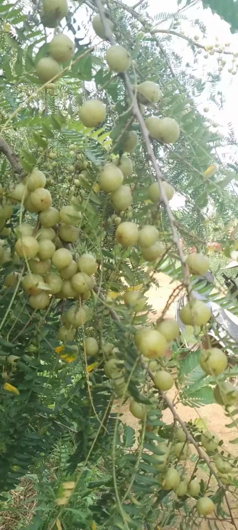 广西壮族自治区崇左市江州区牛柑果少量有货