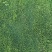 【精品推荐】马尼拉草坪一手货源保证成活园林绿化庭院工程价低