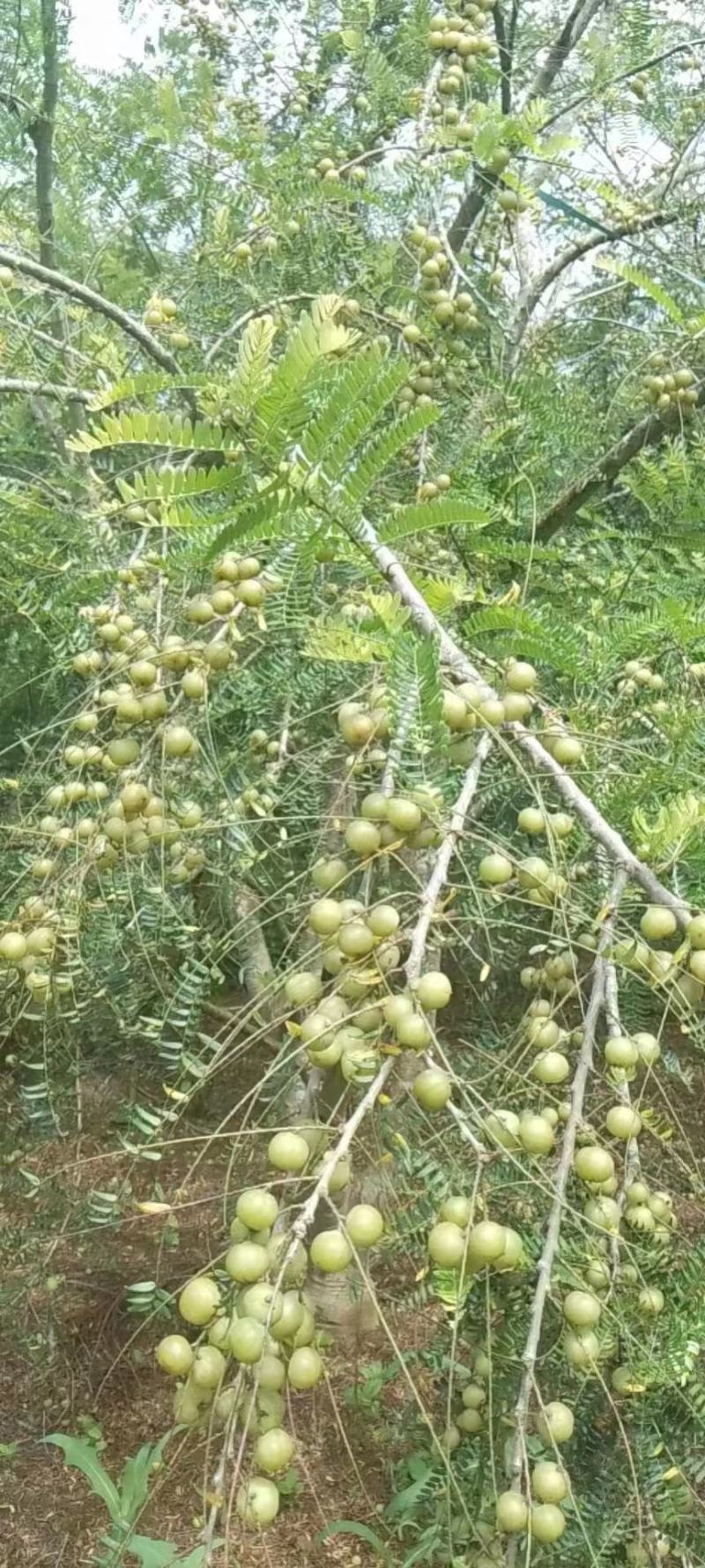 广西壮族自治区崇左市江州区牛柑果少量有货