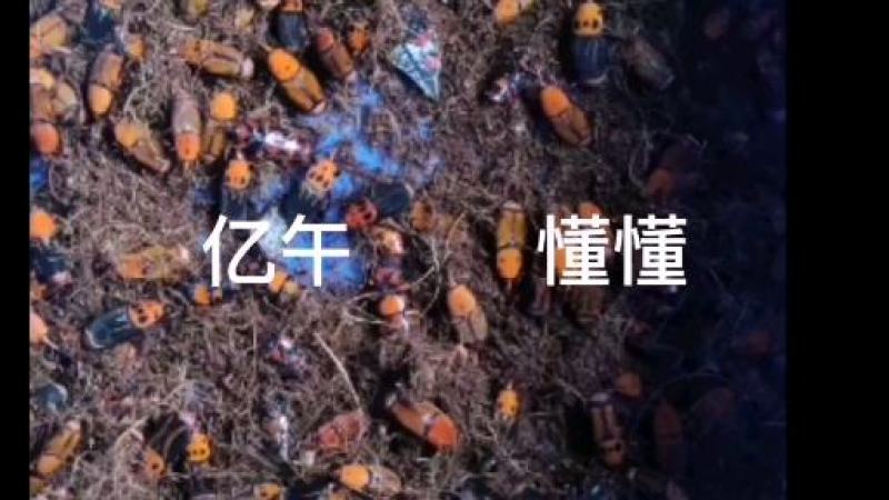 竹虫种虫