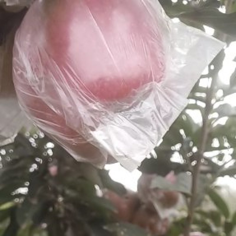 红星苹果