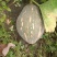 无公害香芋南瓜