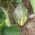 无公害香芋南瓜