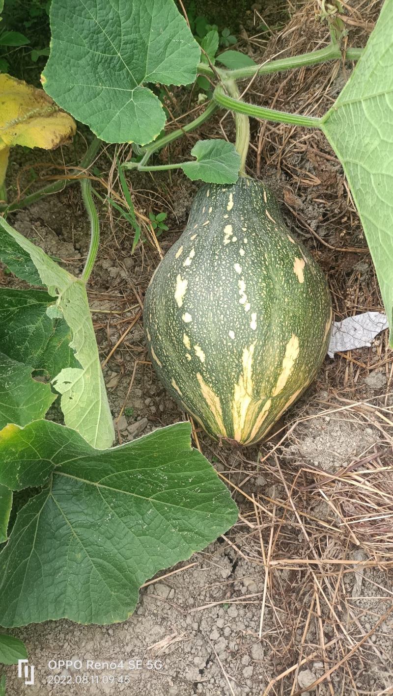 无公害香芋南瓜
