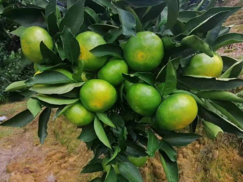 【热烈推荐】湖北秭归蜜橘特早新鲜上市货源充足代发全国