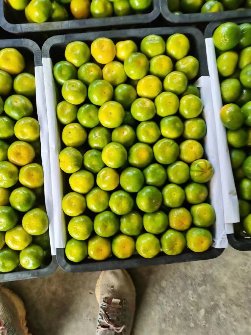 【热烈推荐】湖北秭归蜜橘特早新鲜上市货源充足代发全国