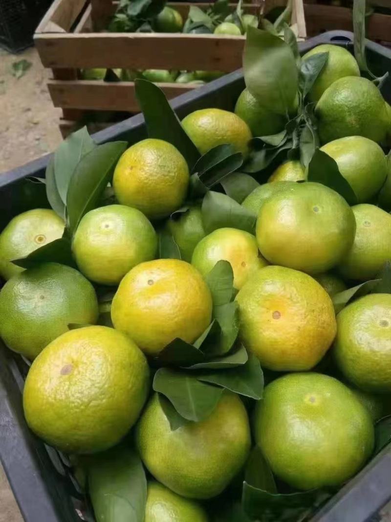 【热烈推荐】湖北秭归蜜橘特早新鲜上市货源充足代发全国