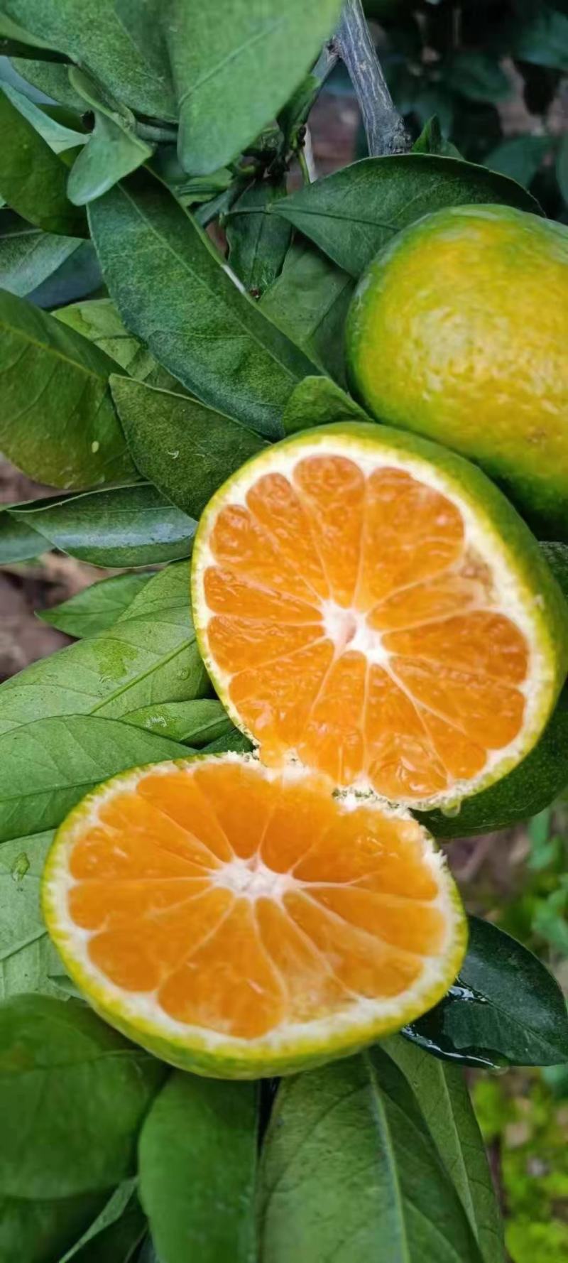 【热烈推荐】湖北秭归蜜橘特早新鲜上市货源充足代发全国