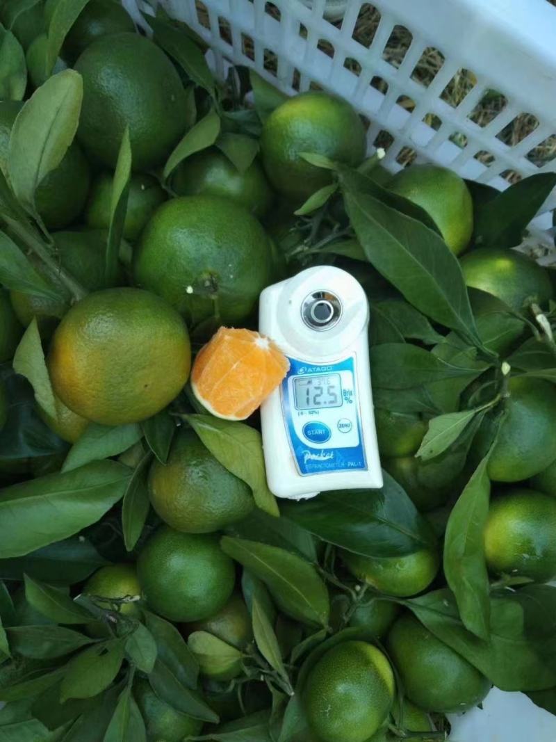 【热烈推荐】湖北秭归蜜橘特早新鲜上市货源充足代发全国
