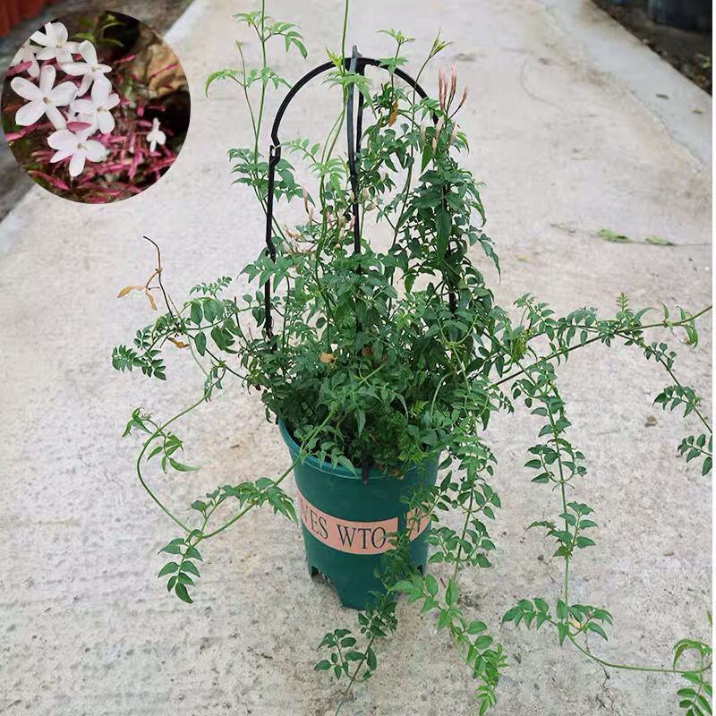 多花素馨盆栽花篮庭院阳台室内爬藤耐热耐寒好养活芳香