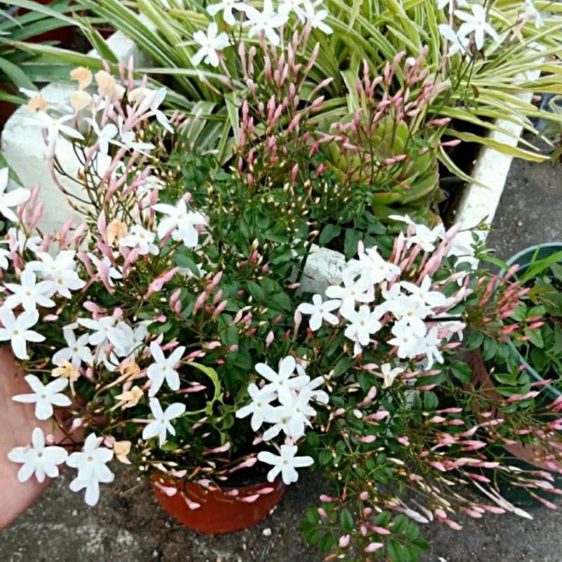 多花素馨盆栽花篮庭院阳台室内爬藤耐热耐寒好养活芳香