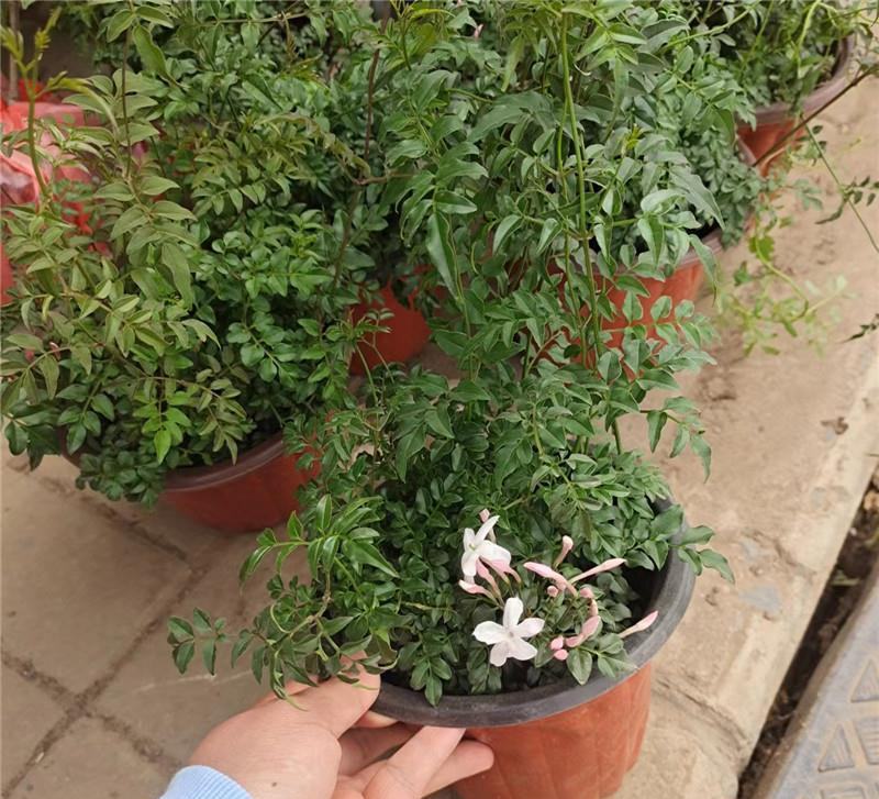 多花素馨盆栽花篮庭院阳台室内爬藤耐热耐寒好养活芳香