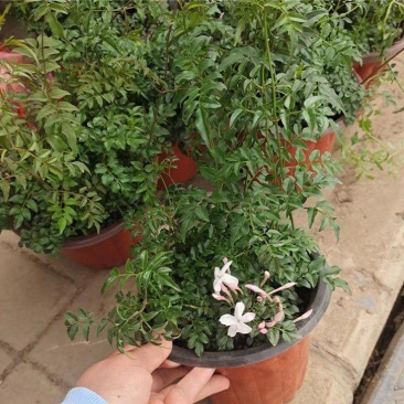 多花素馨盆栽花篮庭院阳台室内爬藤耐热耐寒好养活芳香