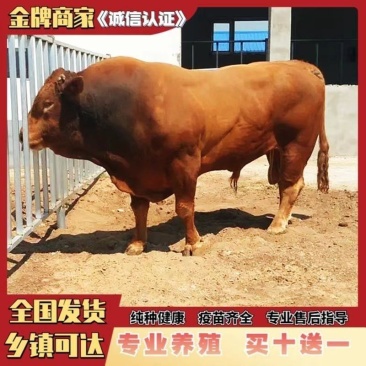 黄牛牛犊品种保证质量可靠自由挑选货到付款