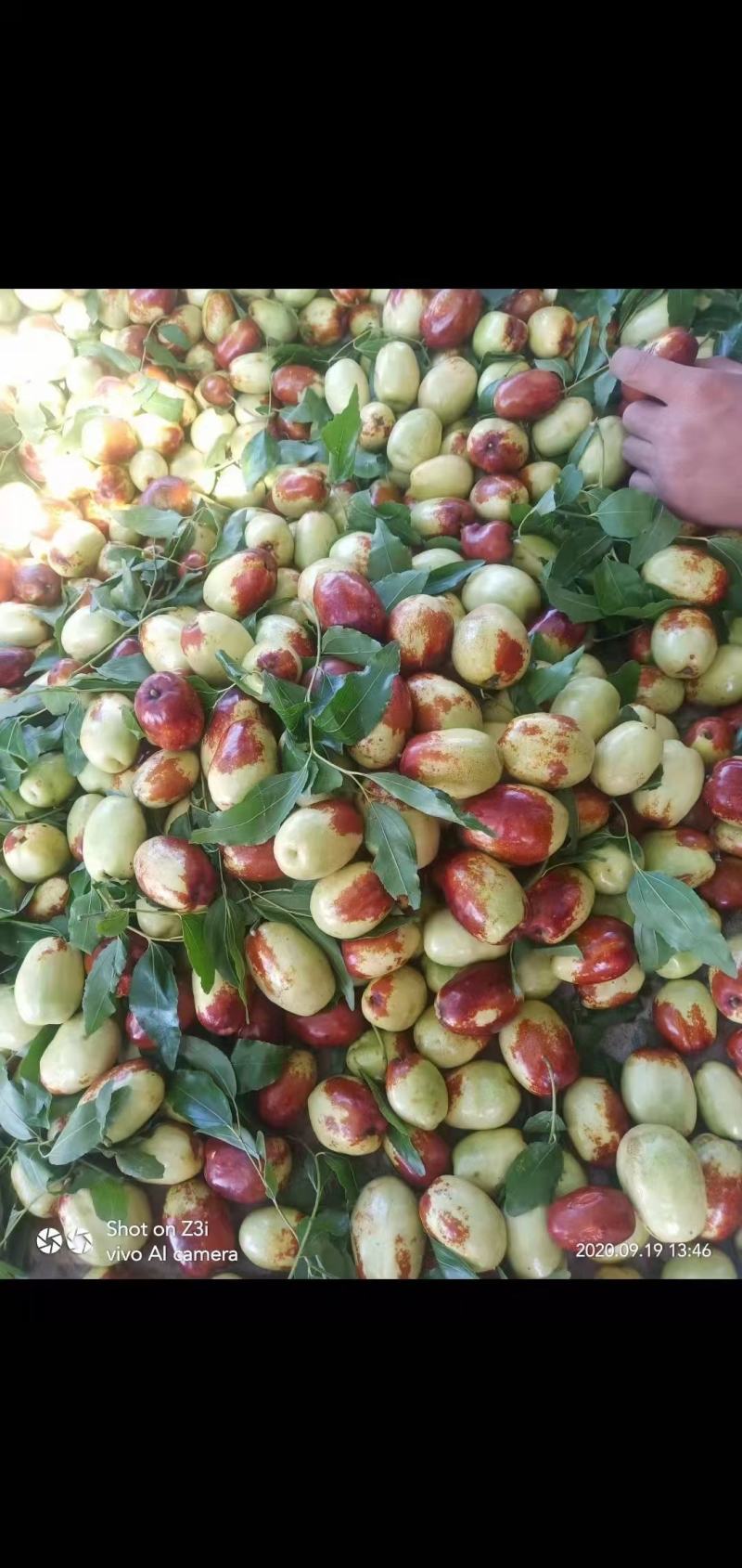 金丝小枣