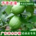 广东香水柠檬无籽青果一级