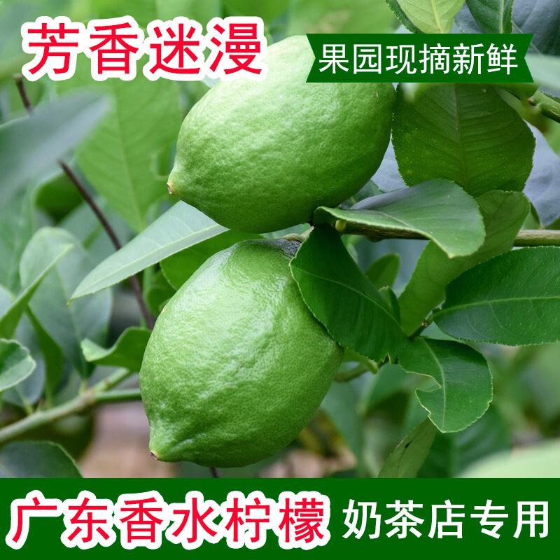 广东香水柠檬无籽青果一级