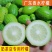 广东香水柠檬无籽青果一级