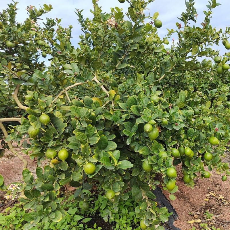 广东香水柠檬无籽青果一级