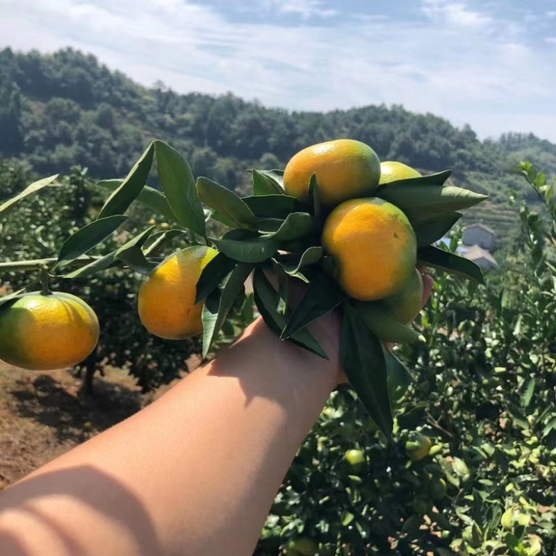 湖北秭归柑桔蜜橘特早新鲜上市货源充足代发全国