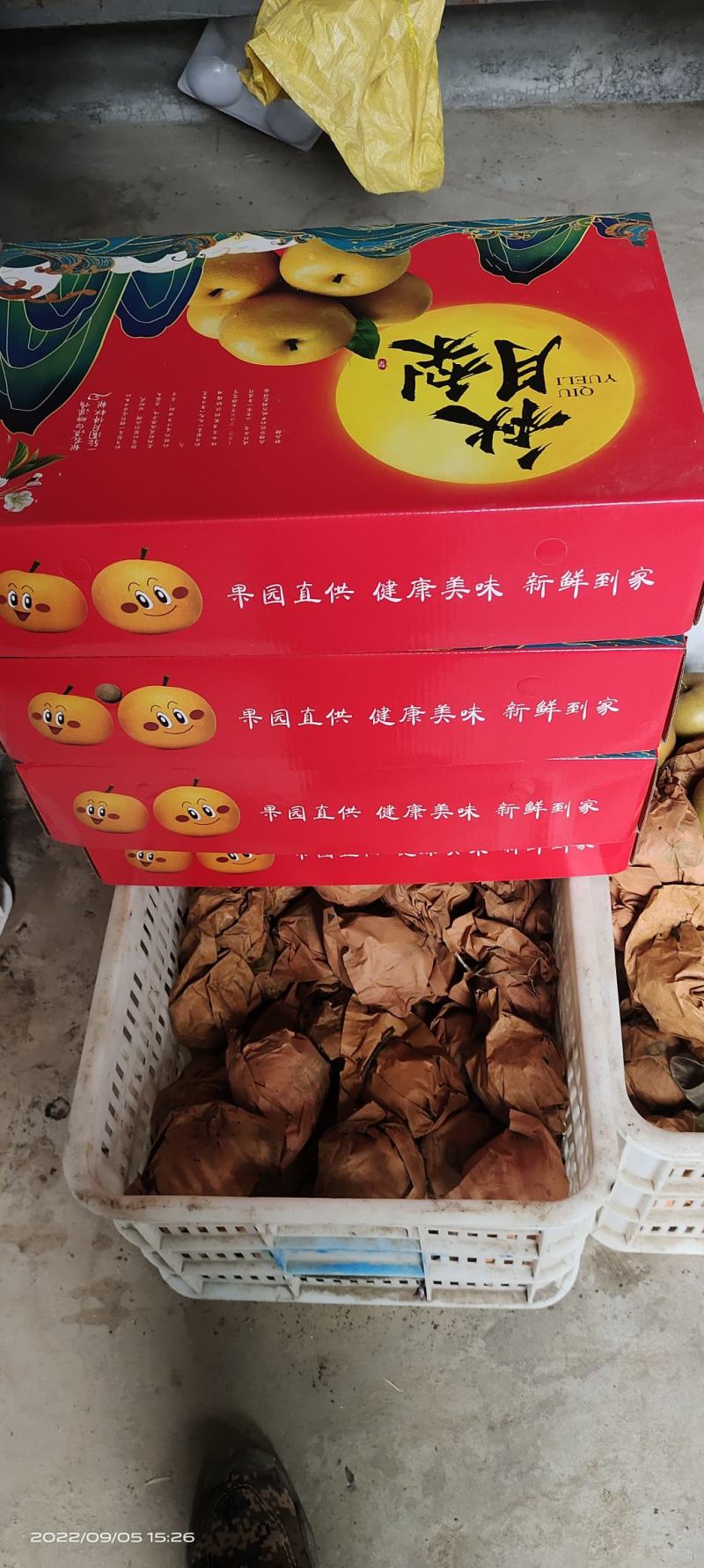 胶东秋月梨农场直供水爆汁多适合商超电商直播团购