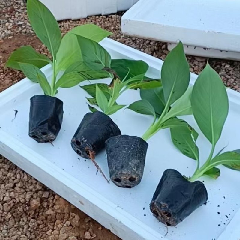 香蕉苗