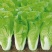快菜种子高产小白菜籽奶油小白菜种籽苗春秋冬季青蔬菜菜种籽