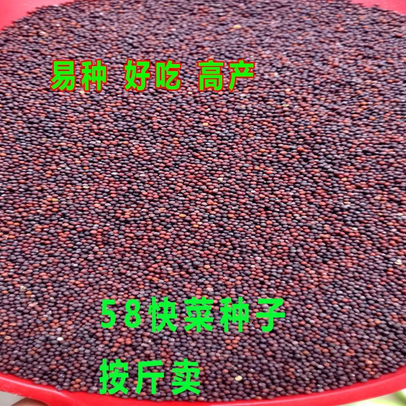 快菜种子高产小白菜籽奶油小白菜种籽苗春秋冬季青蔬菜菜种籽