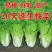 快菜种子高产小白菜籽奶油小白菜种籽苗春秋冬季青蔬菜菜种籽
