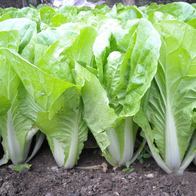 四季快菜种子高产早熟纤维少耐湿耐寒白菜快菜种子