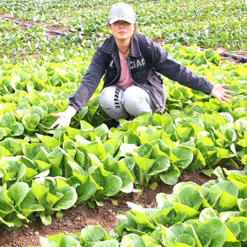 四季快菜种子高产早熟纤维少耐湿耐寒白菜快菜种子