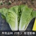 四季快菜种子高产早熟纤维少耐湿耐寒白菜快菜种子