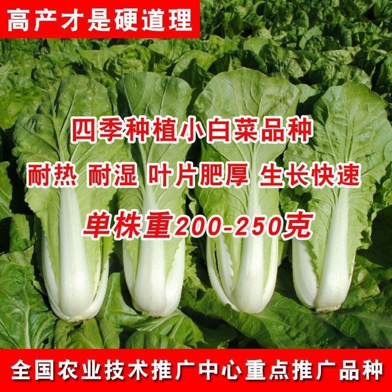 四季快菜种子高产早熟纤维少耐湿耐寒白菜快菜种子