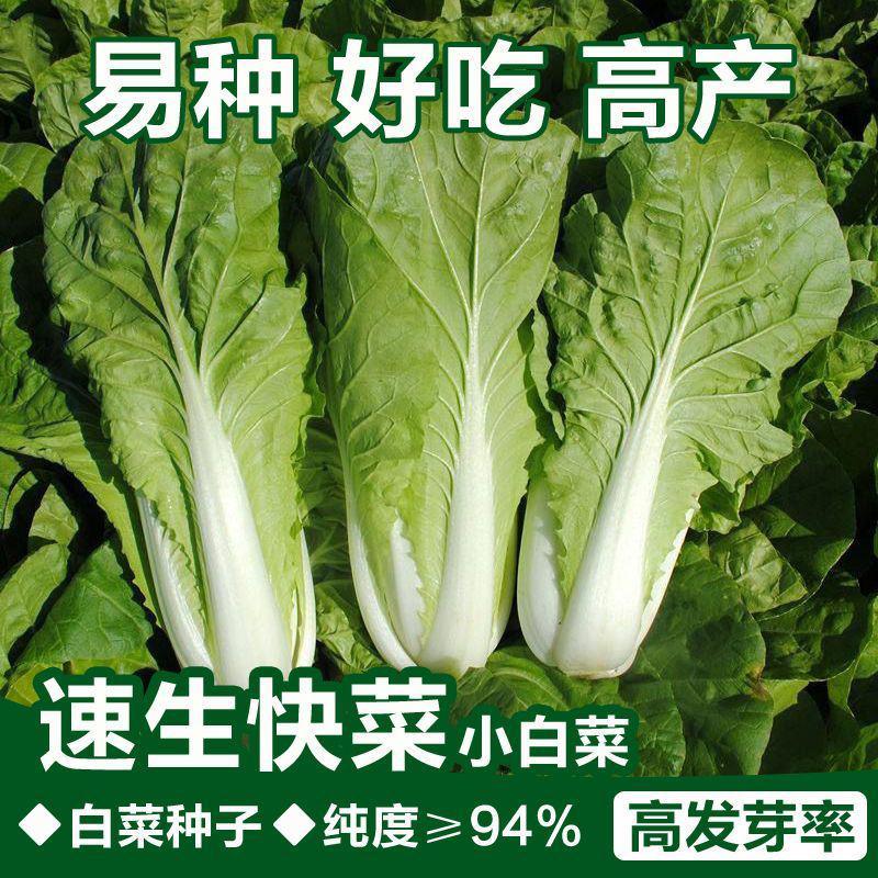 四季快菜种子高产早熟纤维少耐湿耐寒白菜快菜种子