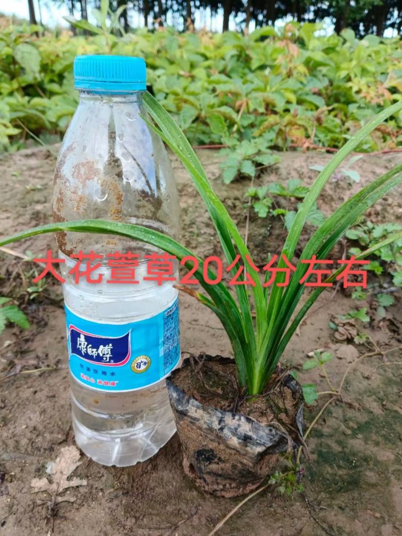 大花萱草，花卉盆景，绿化苗木，萱草盆花，