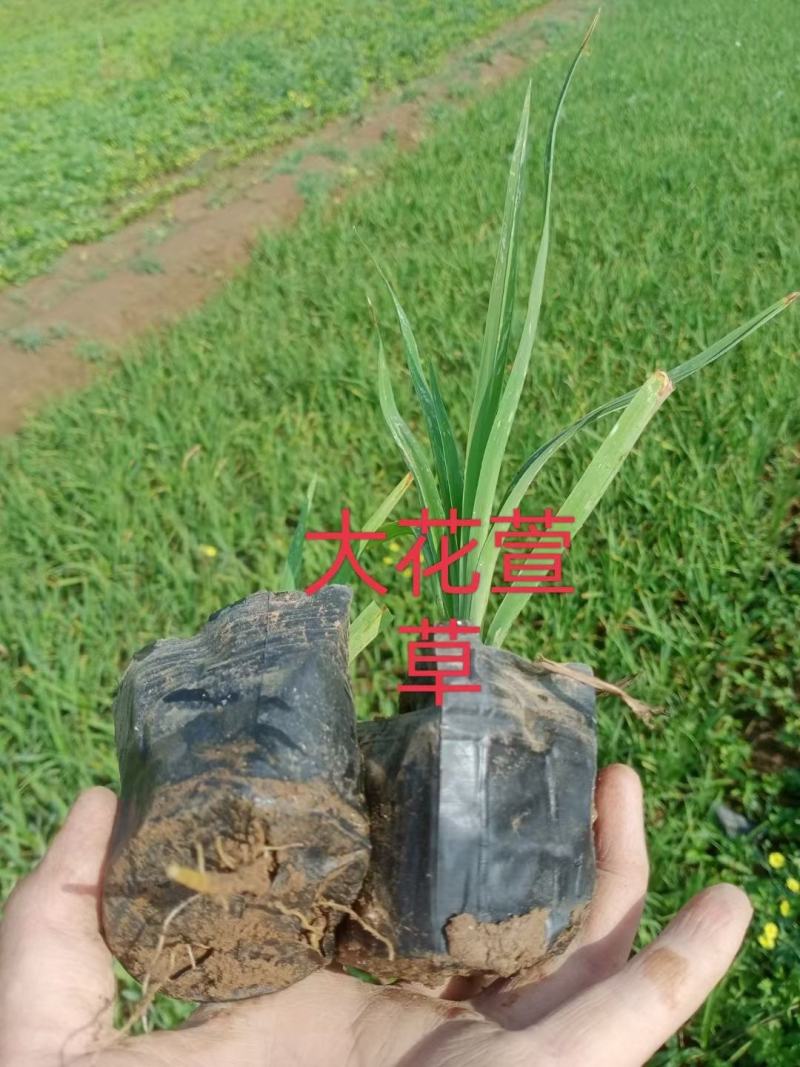 大花萱草，花卉盆景，绿化苗木，萱草盆花，